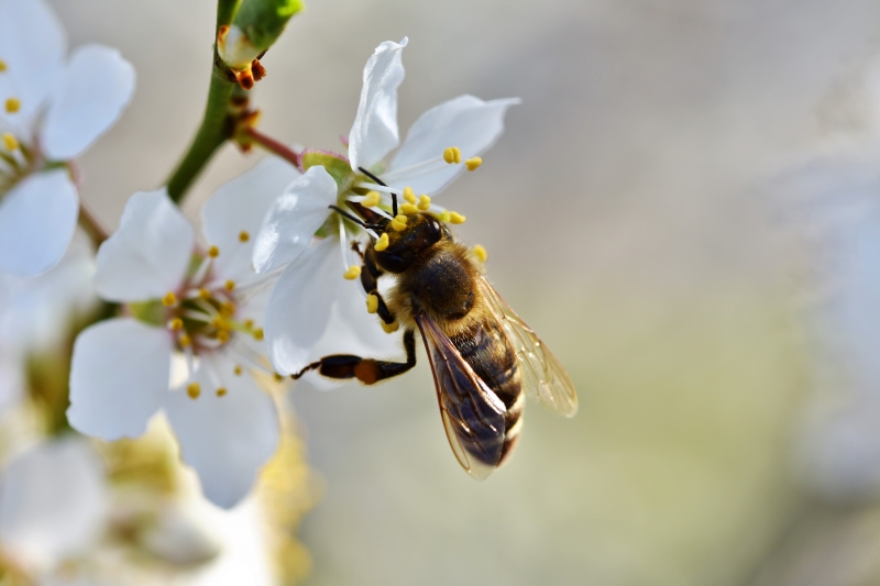 jardinerie-FREJUS-min_bee-4092986